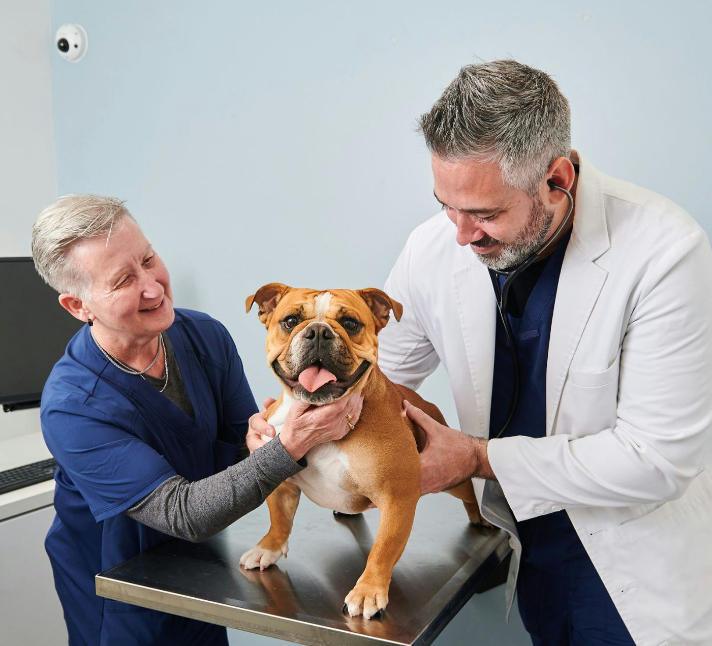 veterinarian and doctor treating dog