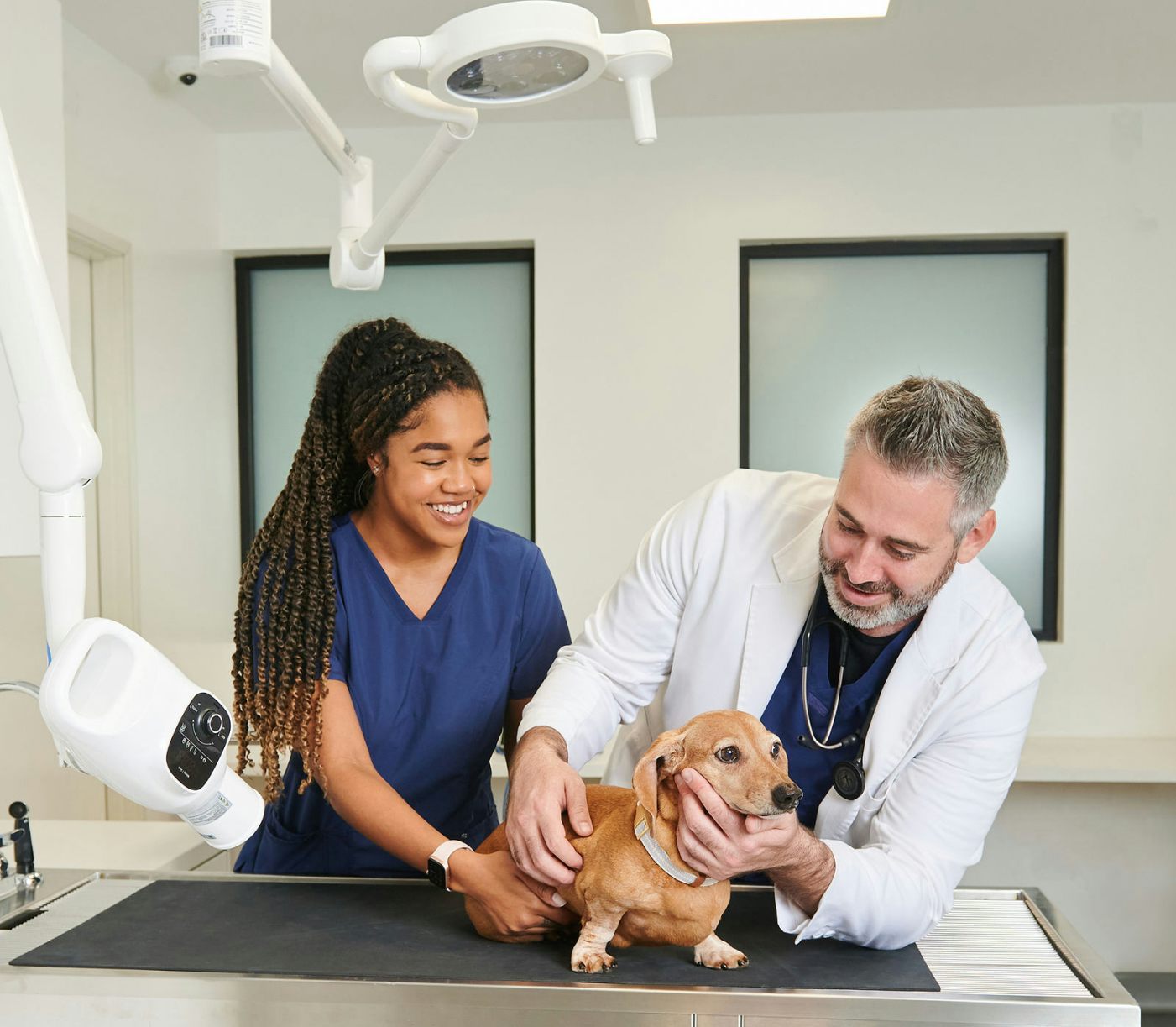 Veterinary doctors diagnosing at cat